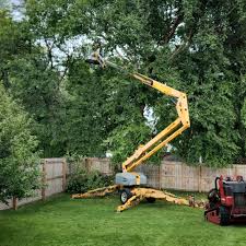 Best Sod Installation  in Canton, PA